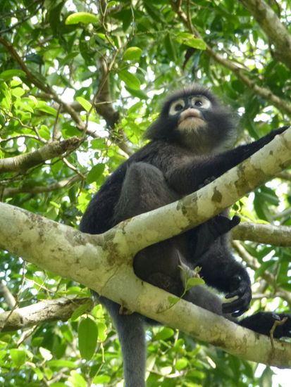 Das Highlight, Brillenlanguren