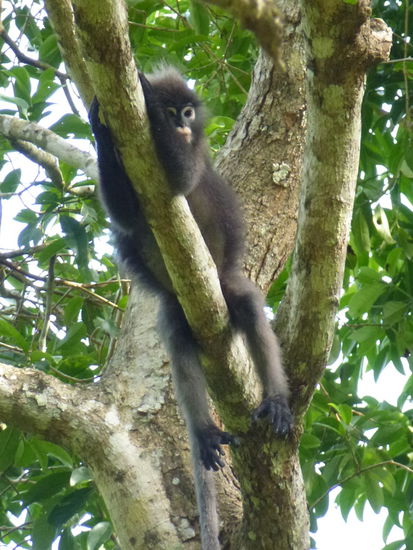 ...auch so ein kleiner Faulenzer, wie ich es im Moment bin...