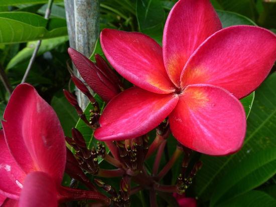 Frangipani, der Tempelbaum, ich liebe diese Blume