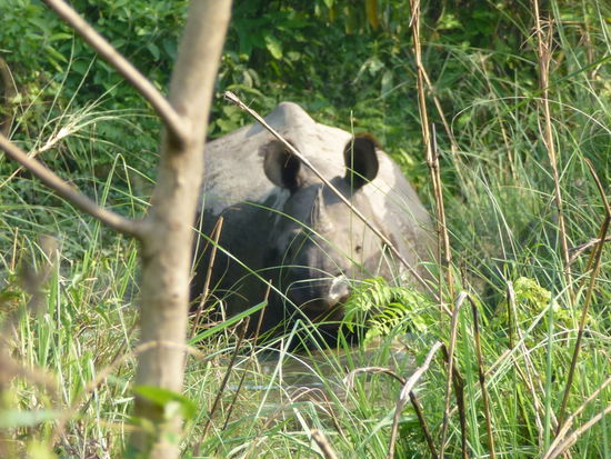 Aufregung! Ein Rhino in freier Wildbahn Chitwan Nationalpark/ Nepal