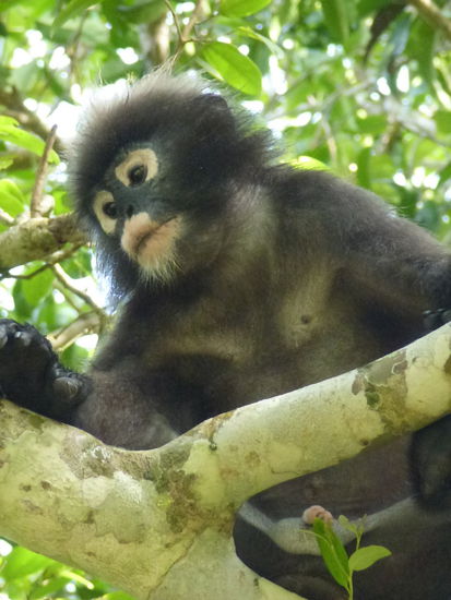 Verzücktheit! ...wie süß doch unsere Vorfahren sind, Ang Thong Nationalpark/ Thailand