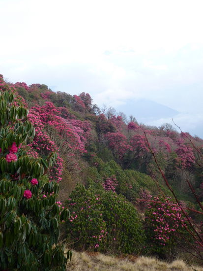 Der rote Dschungel am Poon Hill