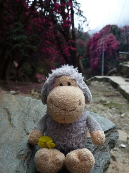 Bani hat gut lachen, er wurde getragen