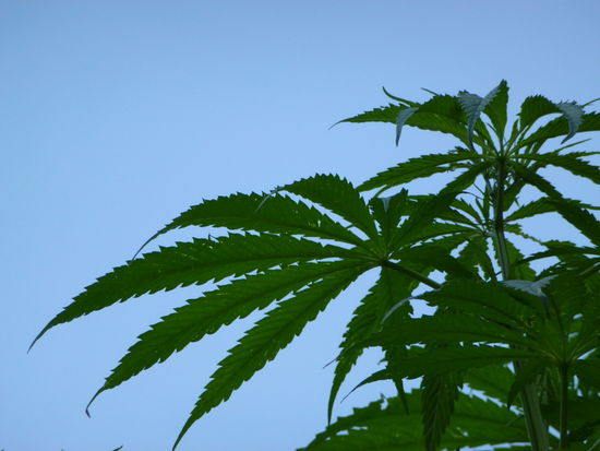 Mancher könnte hier fliegen