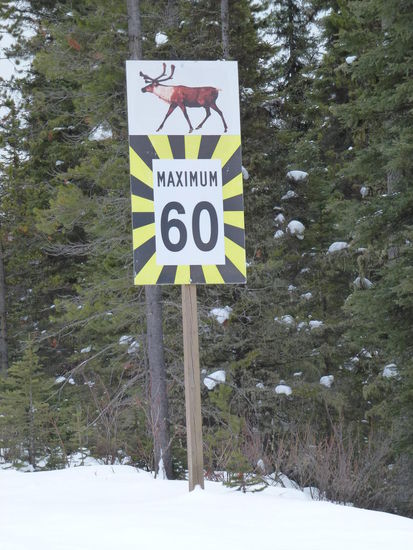 leider blieb das Caribou auf dem Schild...
