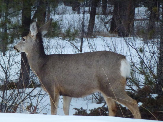 Rehe zeigten sich ebenfalls