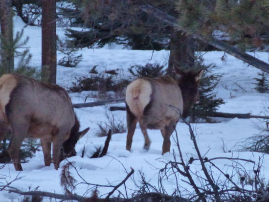 und auch eine Wapitiherde war uns gnädig...