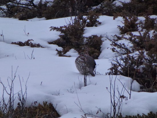 Ein Rebhuhn? Ein Schneehuhn? Keine Ahnung, aber kugelrund und flauschig war es!