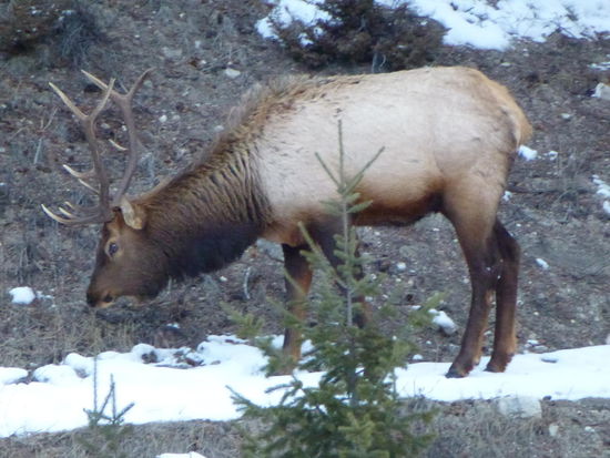 Prächtiger Wapitihirsch
