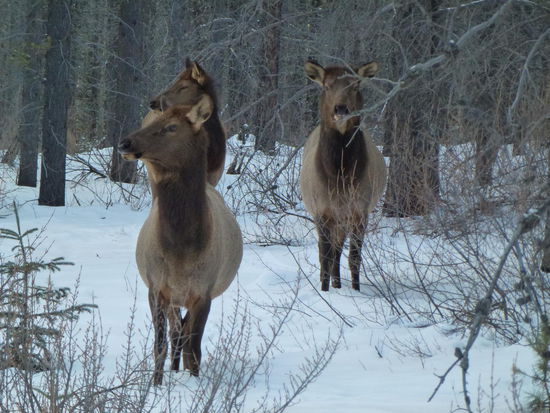 Wapiti`s