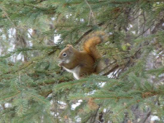 Streifenhörnchen... so süß...solange, wie sie dich entdecken, dann stellen sie sich aufrecht, schimpfen lautstark mit dir und sehen aus, als wenn sie dir gleich in das Gesicht springen wollen...