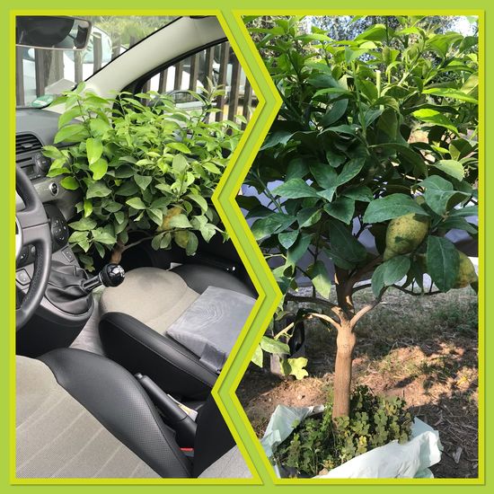 Da hab ich nen neuen Beifahrer !!!