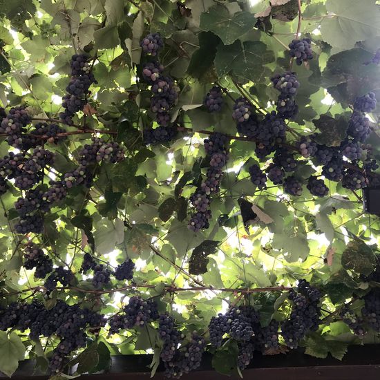 Fette Trauben am Himmel