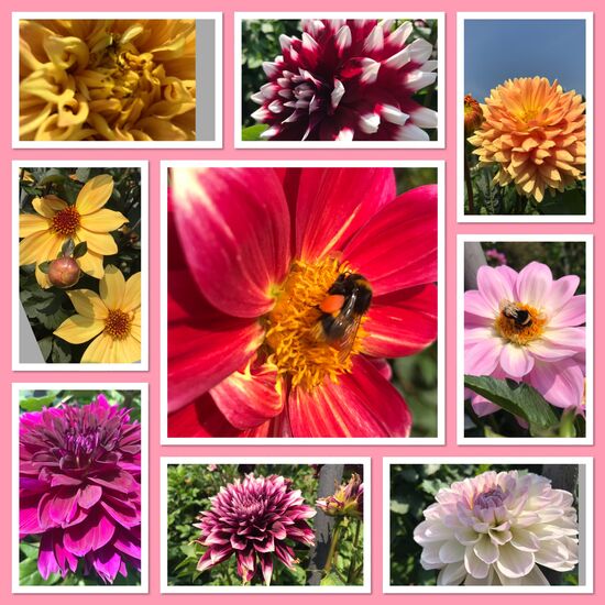 Dahlientraum