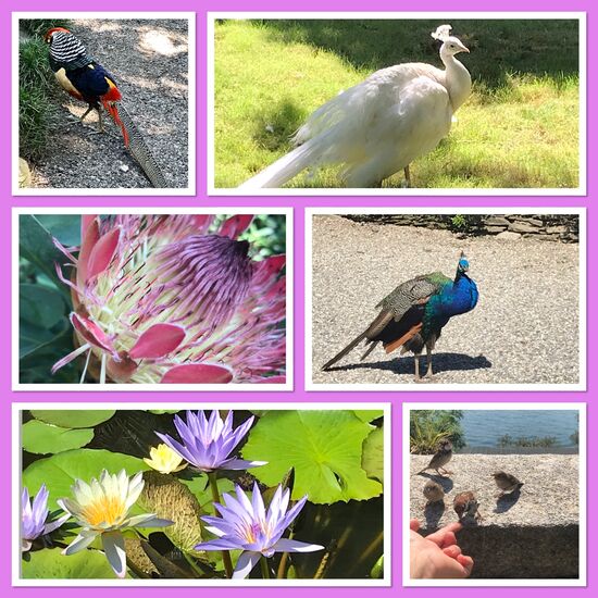 Bunte Blumen-und Tierwelt