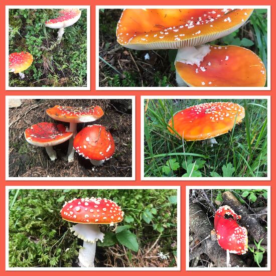 Man könnte es auch Fliegenpilzweg nennen