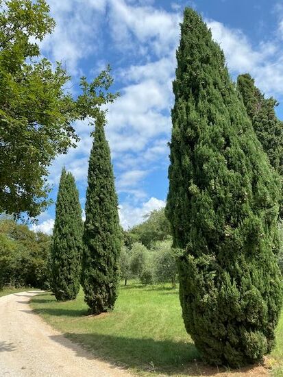 Nähe Albisano
