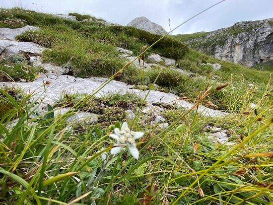 Mein erstes Edelweiß in freier Wildbahn