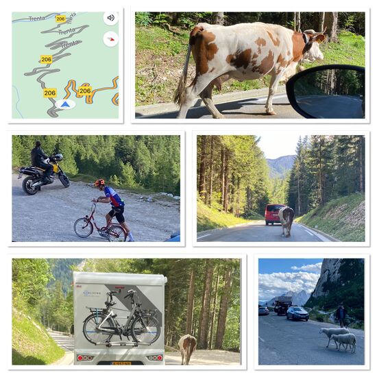 Was so alles keucht und fleucht am Vrsic-Pass