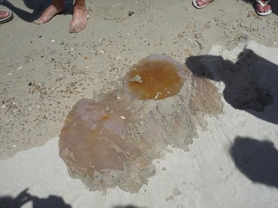 Jelly-fish