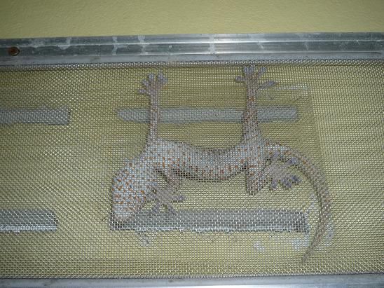 Riesen-Gecko