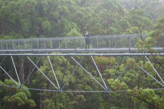 Spaziergang entlang der Baumwipfel