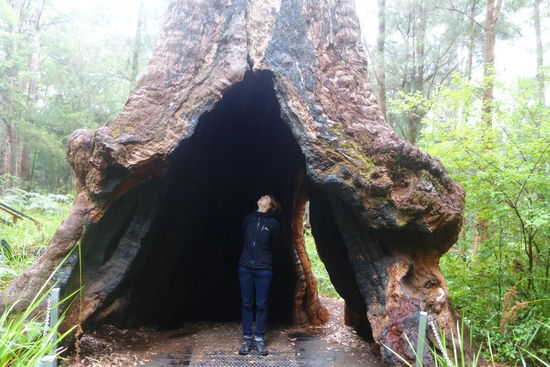 groß, größer, Karribaum