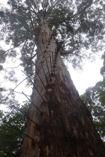 Gloucester Tree