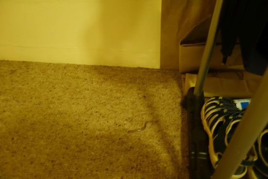 Der Übeltäter wegen dem das gute Abendessen kalt wurde