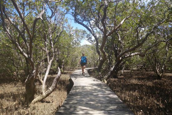 Und da rennt sie mir davon, durch den Mangrovenwald