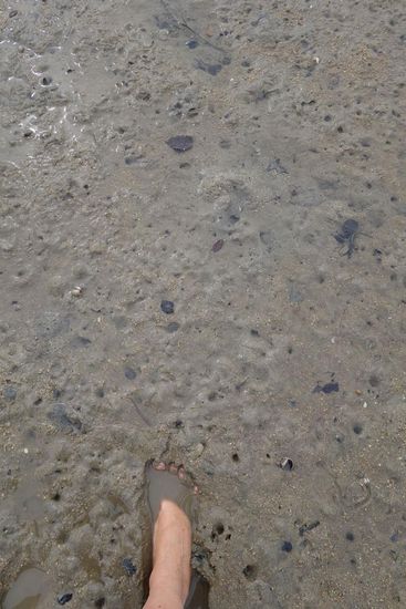 ...auch wenn nasse Fuesse nicht ausbleiben, wenn der Wander"weg" mal kurz durch Watt fuehrt