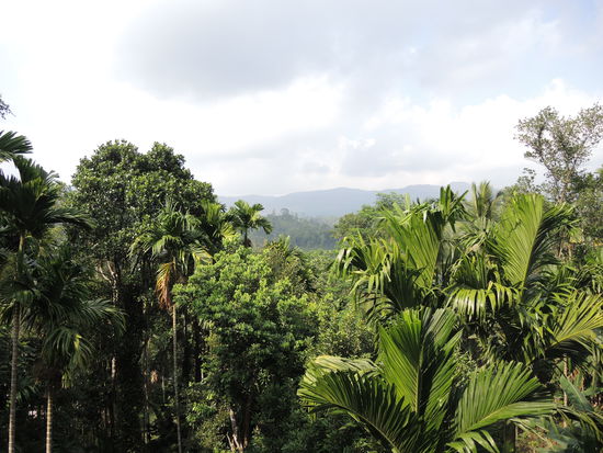 Aussicht Rainforest Lodge