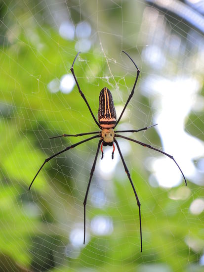 Spinne mit Aussicht auf Speiseraum