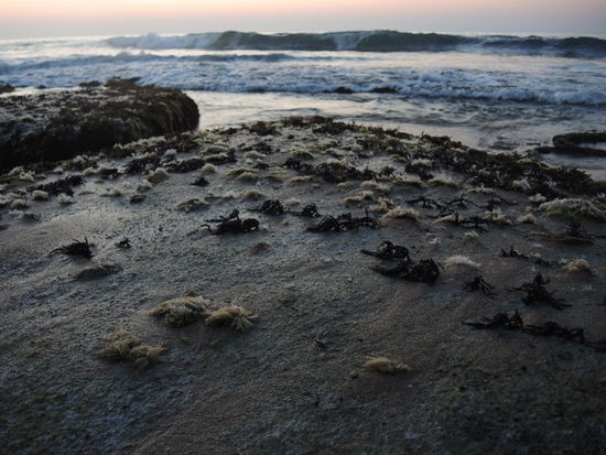 Sonnenaufgang Tangalle