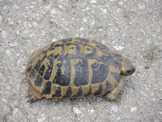 Viele von diesen Steinen unterwegs...