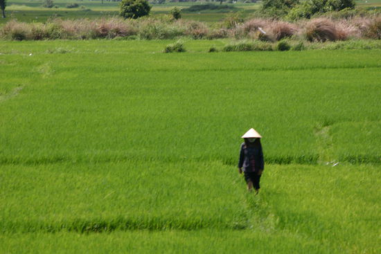 Reisfeld an Reisfeld