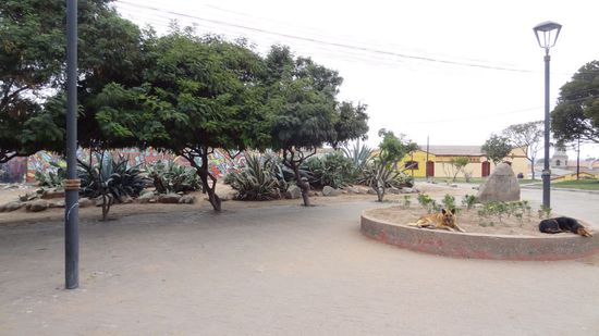 Strassenhunde in einer Parkanlage