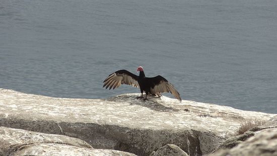 Truthahngeier - keine Schönheit
