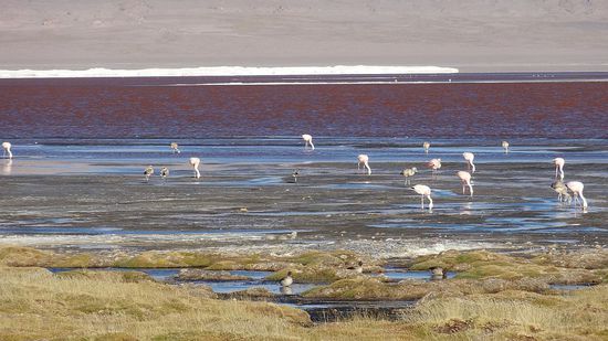 Flamingos am Lago Colorado