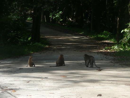 Diese Äffchen begrüßten uns im Nationalpark
