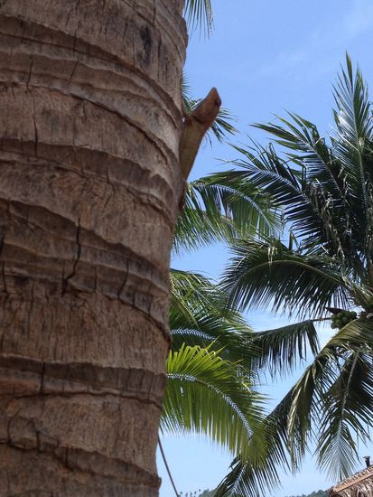 Unsere Haustiere beim Bungalow