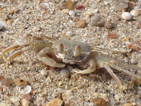 Und noch ein Haustier....lecker *g*