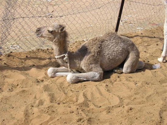 Ein Kamelbaby
