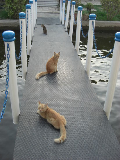 Die Hausbootkatzen: Cleo, Gordon und eine nervige graue Katze 