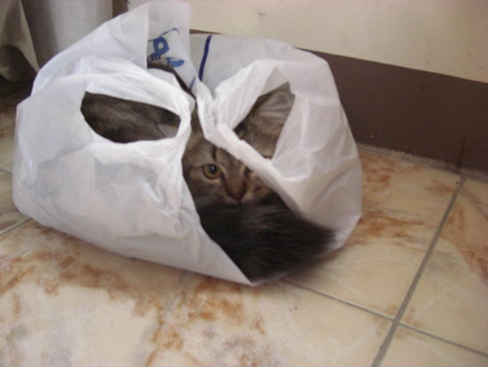 Die Katze hat sichs in der Tüte gemütlich gemacht 