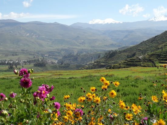 Terrassenbau im Tal zum Colca Canyon