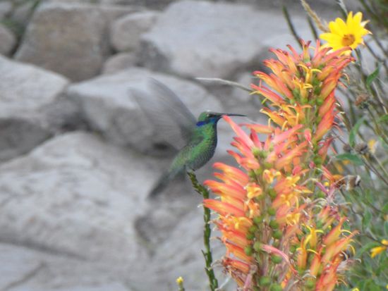 Kolibri bei der Nahrungsaufnahme...