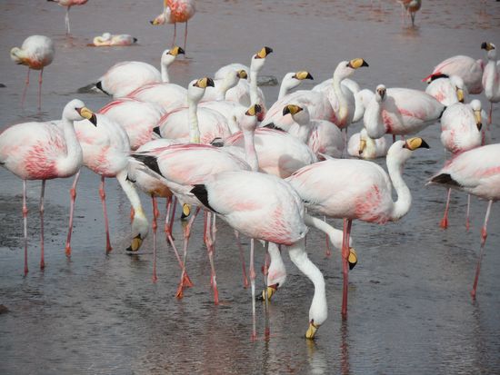 Anden-Flamingos