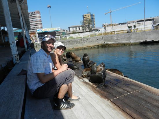 Auch die Seelöwenkolonie nimmt am Hafen ein Sonnenbad!