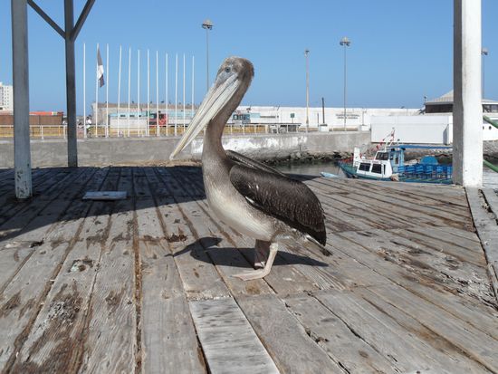 Beeindruckend groß: Pelikan
